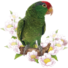 The Tamaulipas parrot