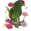 The Tamaulipas parrot