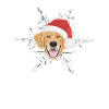 Golden Retriever Merry Christmas