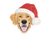 Golden Retriever Merry Christmas