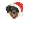 Hovawart Joyeux Noël