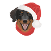 Hovawart Joyeux Noël