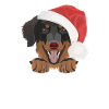 Hovawart Joyeux Noël