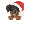 Hovawart Joyeux Noël