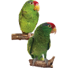 The Tamaulipas parrot