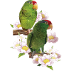 The Tamaulipas parrot