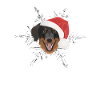 Hovawart Joyeux Noël