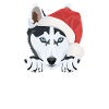 Husky Merry Christmas