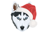 Husky Merry Christmas