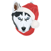 Husky Merry Christmas