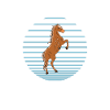 C'est ma chemise de cheval