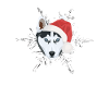Husky Merry Christmas