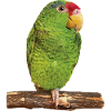 The Tamaulipas parrot