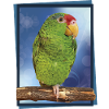 The Tamaulipas parrot