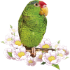 The Tamaulipas parrot