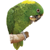 The yellow-naped parrot