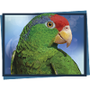 The Tamaulipas parrot