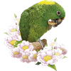 The yellow-naped parrot