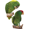 Parrots