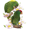 Parrots