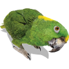 The yellow-naped parrot