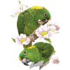 The yellow-naped parrot
