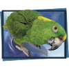 The yellow-naped parrot
