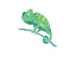 Chameleon Gift Chameleon