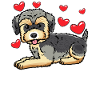 Morkie Dog