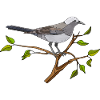 Oiseau