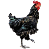 Black Hen