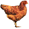 Rufous hen