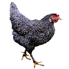 Gray hen