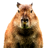 capybara