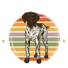 Deutsch Kurzhaar GSP Hund