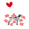 Deutsch Kurzhaar GSP Hund