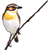 Braunkehlchen
