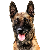 Malinois
