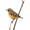Braunkehlchen