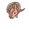 Armadillo Gift