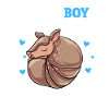 Armadillo Gift