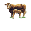 Cow with calf