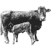 Kuh mit Kalb