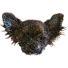 Chihuahua Face