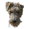 Foxterrier Gesicht