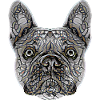 French Bulldog Face