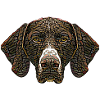 German Shorthaired Pointer Face