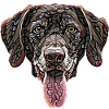 Chocolate Labrador Retriever Face