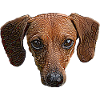 Dachshund Face