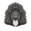 Standard Poodle Face